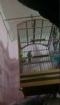 CUCAK CUNGKOK BETINA Nembak 3.5jt