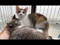 夜は子猫と大騒ぎする姫猫ですが、お昼寝中はまさかの反応が可愛すぎます♡