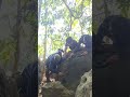 this animal is very sticky #shortvideo #nature #fyp #viral #viralvideo #trending #shorts