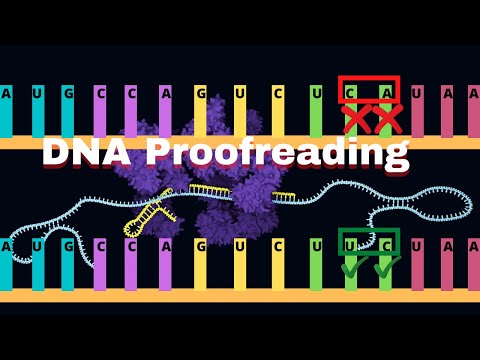 DNA Proofreading