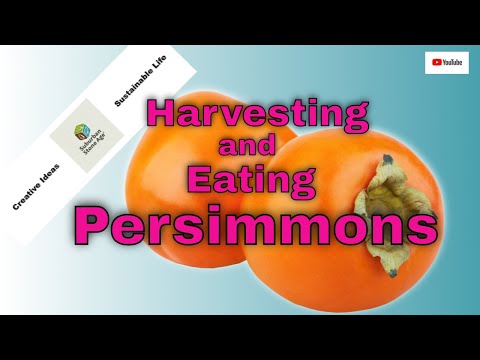 Video: Høst af persimmonfrugt - ved, hvordan og hvornår du skal plukke persimmons