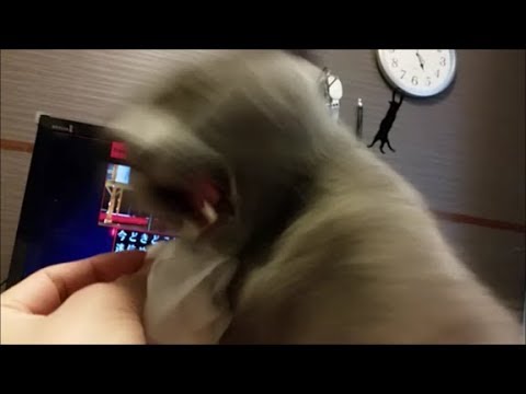 ゲームの邪魔するティッシュ潰し灰色猫(1:59～おまけ映像入り) - YouTube