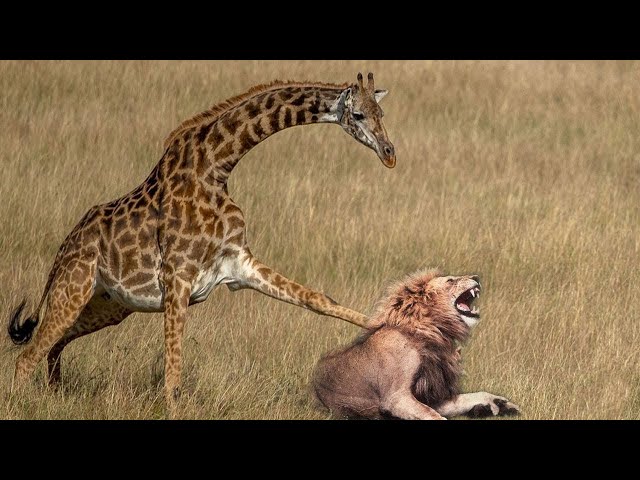 Top 10 Prey Animals That Stronger than Lion - When Prey Animals Fights Back and Lion Loses! class=