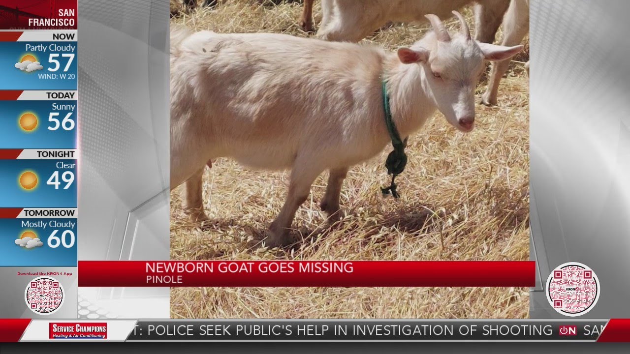 Newborn goat goes missing, allegedly stolen in Pinole