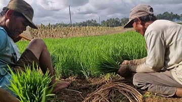 A SMART FARMER