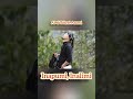 Inapumi Inalimi Sumi Wedding Song Abel Toluvi Asumi 
