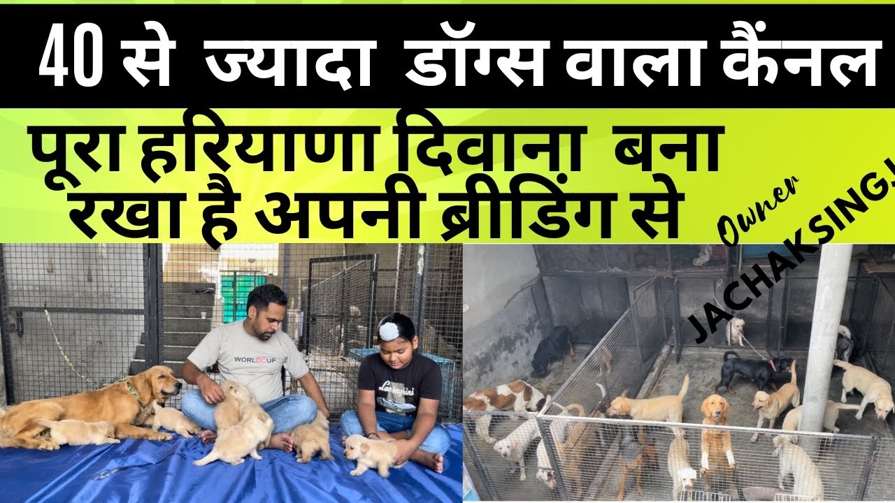 40+ labrador in kennel haryana labrador germanshepherd rottweilers