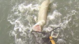 Fall Musky Teaser!!