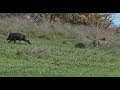 Caccia al cinghiale con i segugi francesi  new segugio europa  wild boar hunting