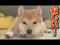 When separated from his older brother, the puppy suddenly