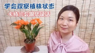 9 管理与种植分享：学会观察热带兰花的状态，她们会跟您说话