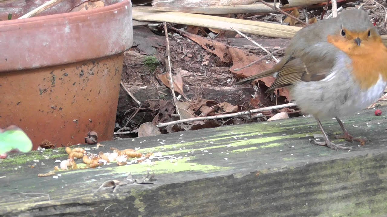 robin eating mealworms YouTube