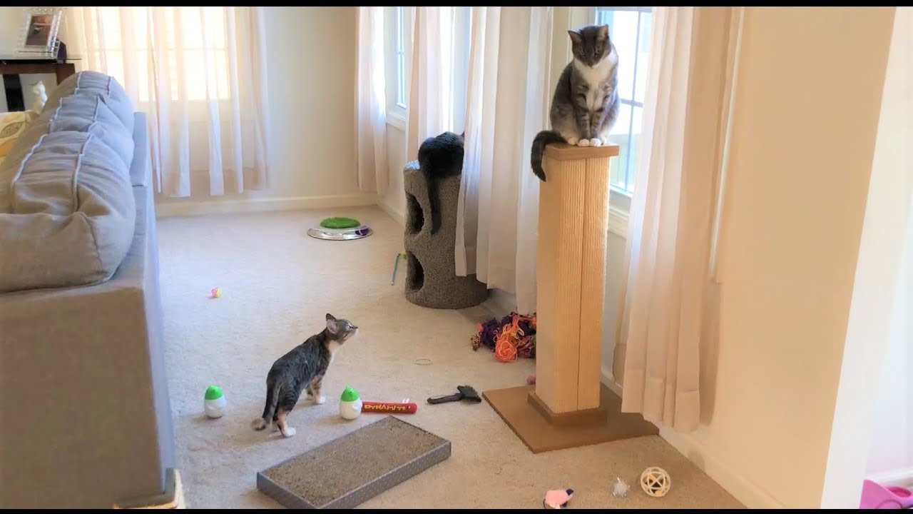 Cat Teaches Kitten to Climb