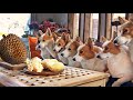 악명 높은 '두리안'을 처음 먹어 본 8마리 웰시코기들의 반응 / The reaction of Welsh Corgis to try durian for the first time!!