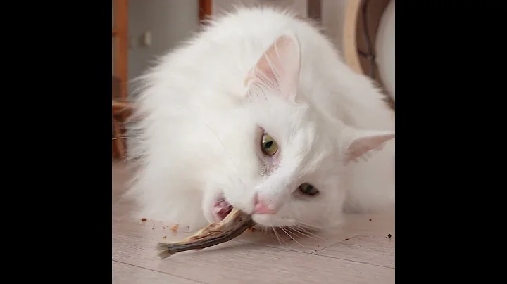 Video 2346111: tabby white norwegian forest, white norwegian forest cat, blue tabby white, norwegianforestcat