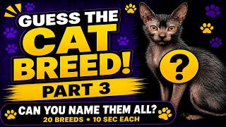 Guess The Cat Breed: Part 3 | 20 Rare Breeds | Can You Name Them