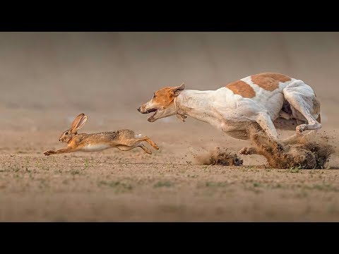 Video: Je, mbwa mwitu ni hadithi ya kweli?