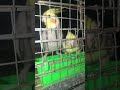 Cocatail feeding time#youtube #cutepet