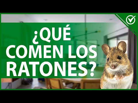 Video: ¿Qué come un ratón? ¿Qué comen los ratones en la naturaleza?