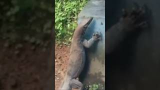 Huge Monitor Lizard Enters Into House