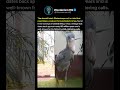 60 Million Year Old Bird Sounds Like A Machine Gun 