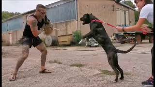 Pce.e.v. Maya De La Legion Perro De Presa Canario Steffen Lauß