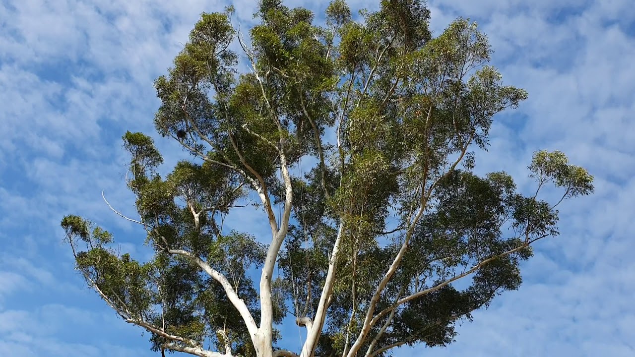 Professional Tree Surgery Sunshine Coast - YouTube