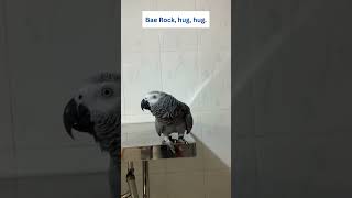 Parrot Rocky Tells His Friends It's OK from Downstairs 🦜🥰 #africangrey #talkingparrot #cuteparrot by Rocky and The Flock 1,050 views 1 month ago 1 minute, 10 seconds