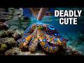 The World's Most Dangerous Animals Aren't What They Seem#facts #mindblown #animalfacts #shorts
