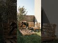 DIY Pallet Garden Lounge Transformation.
