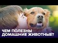 Какие ЖИВОТНЫЕ улучшат ваше здоровье?