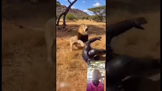 This Lion Wild With His attacker