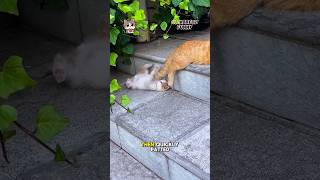 Kitten Happily Playing With Its Sleeping Mothers Tail