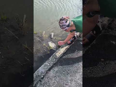 Kinamay lang Niya Sobrang Laking ISDA