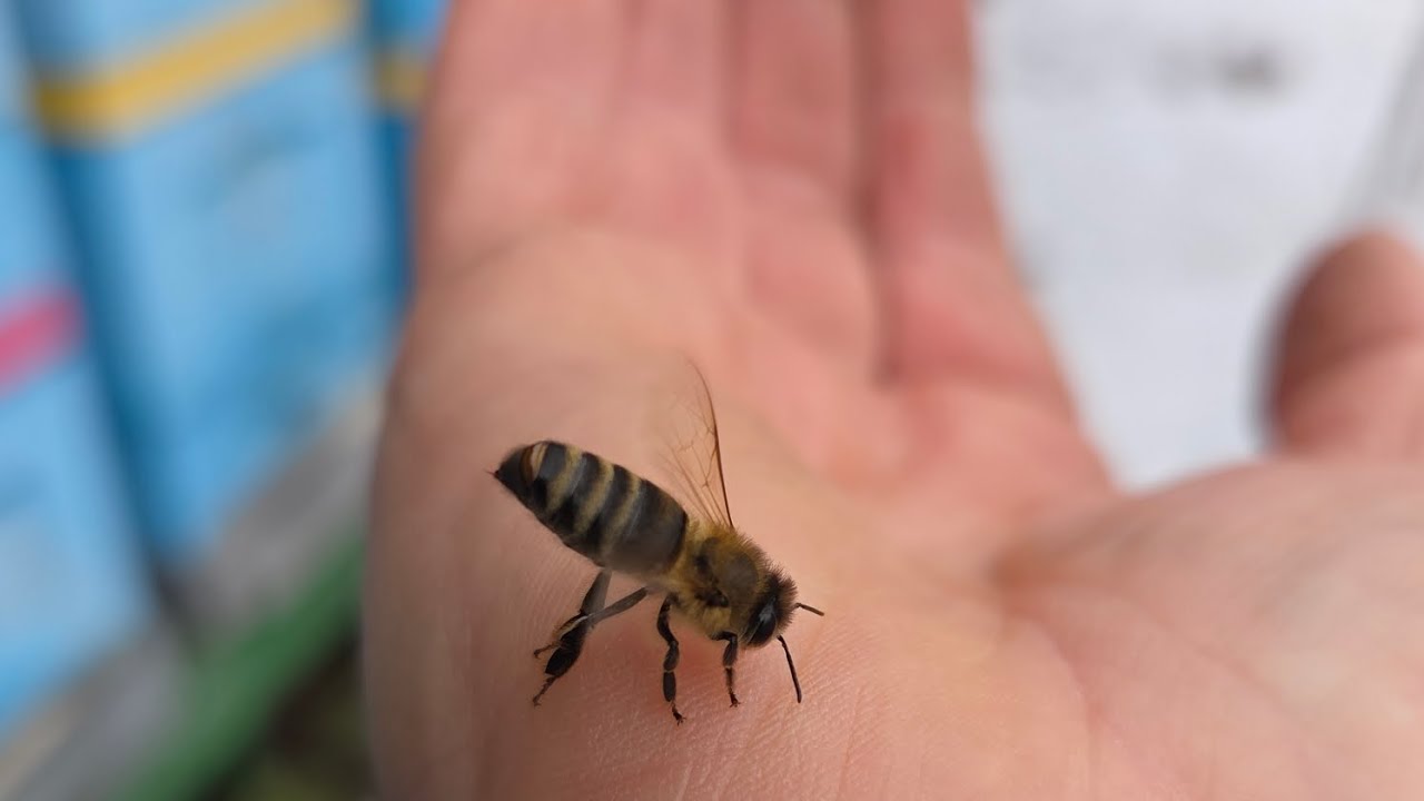 Ratowanie rodziny przed głodem...