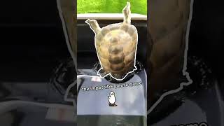 Celebrity Play the IMPOSSIBLE PAUSE GAME with my TORTOISE. 🦆🐢 #shorts #tortoise #turtle #impossiblechallenge Profile