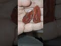 Rusty Red agate has Quartz insides!#crystals #minerals #gemstone #agate #nature #rock #florida