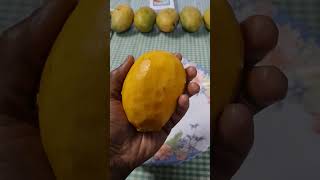 Dasheri Mango.... Review.... ദസ്സരി മാങ്ങ.... Dasseri ദശേരി മാങ്ങ....