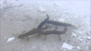 Stevns limestone quarry small lakes