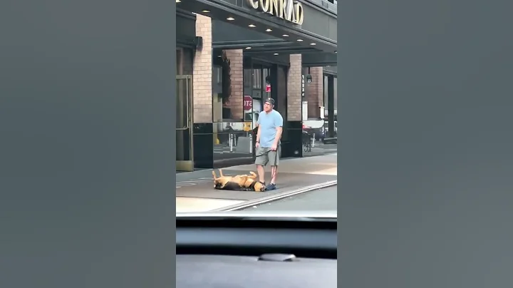 Dog throwing tantrums in NYC streets with Dad #shorts