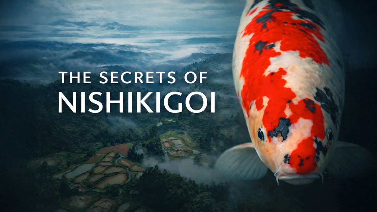 Secrets of Nishikigoi – Deel 1 | Een TheKoiPage Documentaire