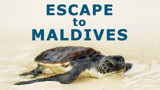 Escape to Maldives FULL DOCUMENTARY | Animal & Wildlife Documentaries | The Dock