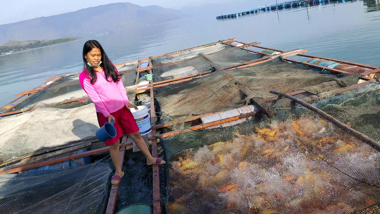 Ikan mas Danau Toba