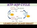 The ATP Cycle Uncovered: Energy Transfer and Biochemical Processes