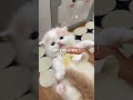 Ce n’est pas une poupée… c’est un chaton 😭 #chat #mignon
