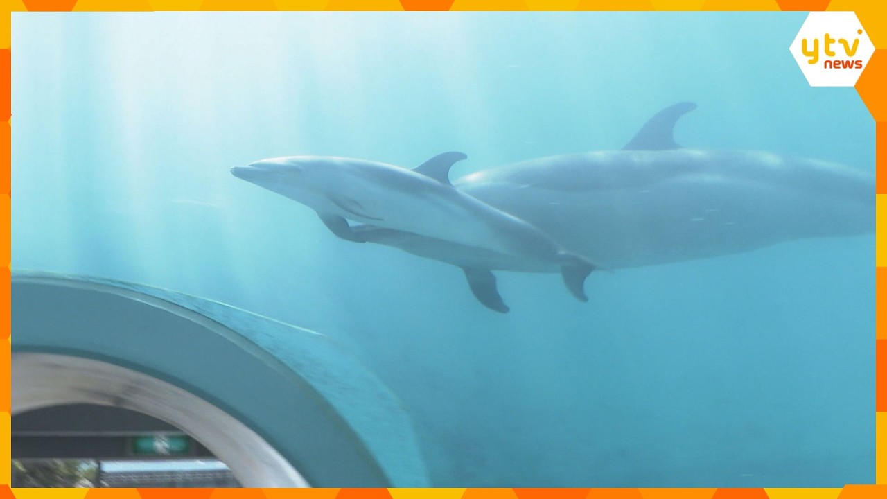 Growing Up Fast] Baby Pantropical Spotted Dolphin Born in May