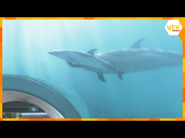 Growing Up Fast] Baby Pantropical Spotted Dolphin Born in May