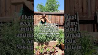 Lots of videos coming on how to use oregano as medicine! #herbalism #gardening #oregano #herbs