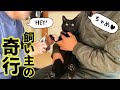 猫といるとIQが下がる飼い主