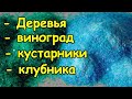 Обработка ЖЕЛЕЗНЫМ/МЕДНЫМ купоросом деревьев/винограда/кустарников/клубники, сада весной и осенью.